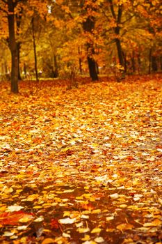 Autumn park after a rain