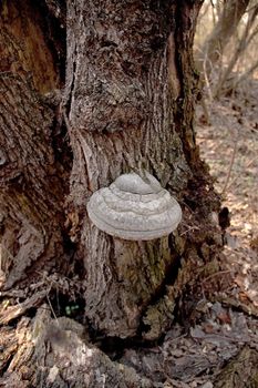 Big tinder fungus growing on an dead tree.