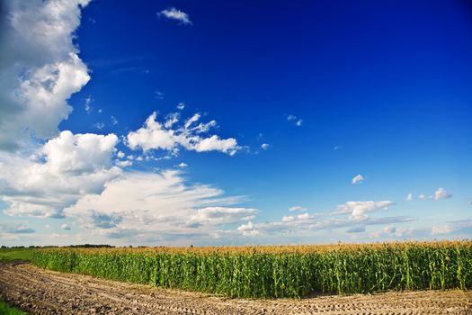 coast of corn field