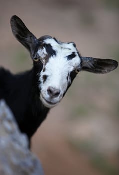 Mountain goat against blurred background, vertical view