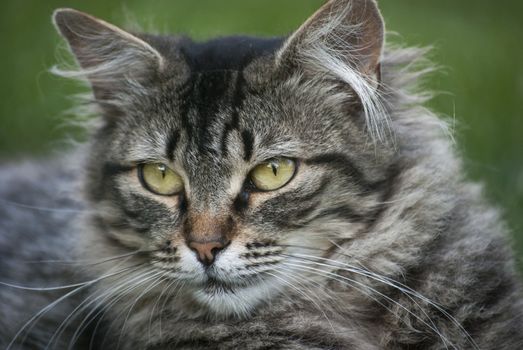 Gray and white cat head closeup on green background