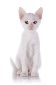 Kitten on a white background. Small predator. Small cat.