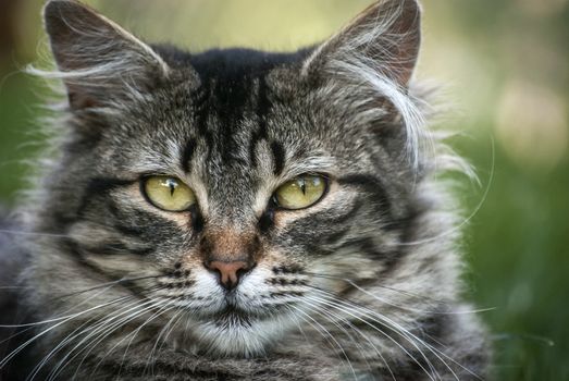 Gray and white cat head closeup on green background