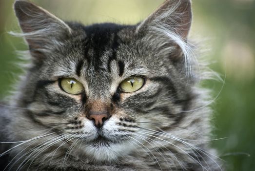 Gray and white cat head closeup on green background