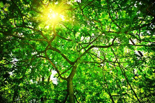 crone of the tree with sun