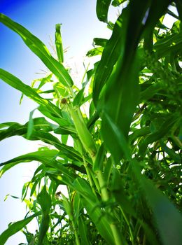 green corn on a sky