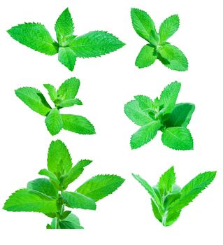 Leaves of mint