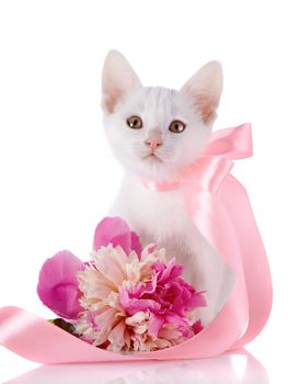 White kitten with a pink tape. White kitten and pink flower. Kitten on a white background. Small predator. Small cat.