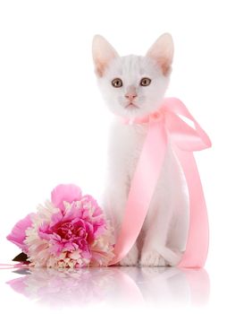 White kitten with a pink tape. White kitten and pink flower. Kitten on a white background. Small predator. Small cat.
