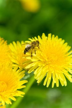 Bee on a Dandelion