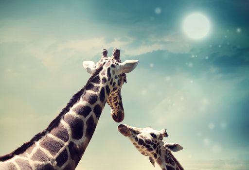 Two Giraffes, mother and child in friendship or love theme image at twilight