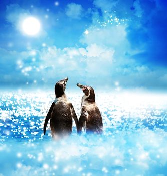 Penguin couple with a shooting star in the night fantasy landscape 