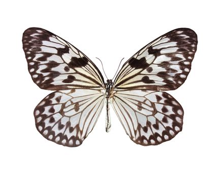 The Paper Kite, Rice Paper, or Large Tree Nymph butterfly