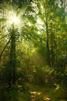 sunrise in forest