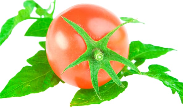 tomato on a leaf