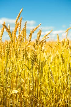 wheat close  up