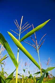 corn on a background of the sky
