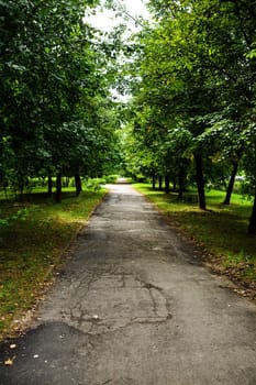 Green avenue in park
