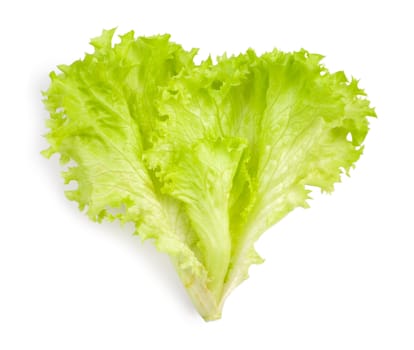 isolated leaf of salad