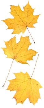 leaf on wihite