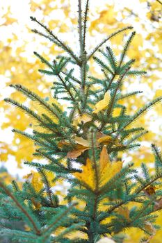 pine on the blurry backgroud of yelow autumn foliage