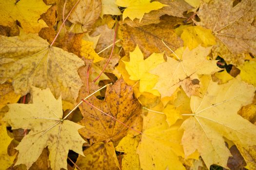 autumn carpet