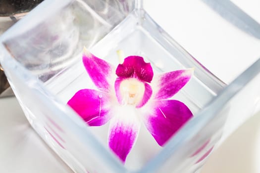 Beautiful violet and white orchid flower on water box