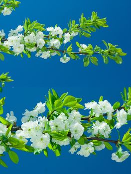 flowers of pear tree