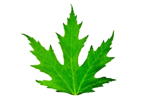 green leaf of maple isolated