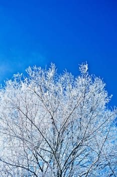 image of crone snowed tree with copyspace