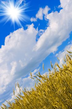 Wheat and the sun