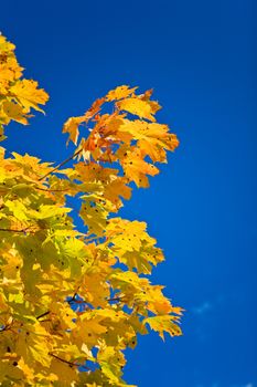 autumn color branch of maple