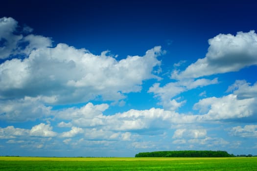 beauty summer field with blue sky