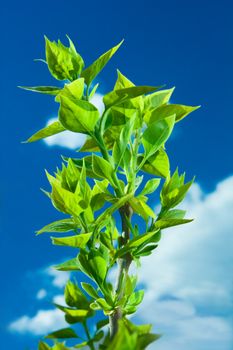 green leaf branch