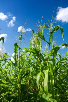 plants of green corn