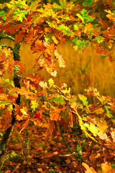 small autumn oak tree