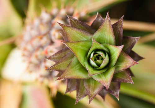 A close-up shot of pineapple growing on a plant. Taken from above.