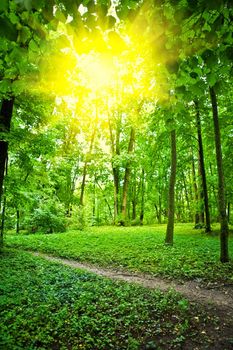 sun on glade in forest