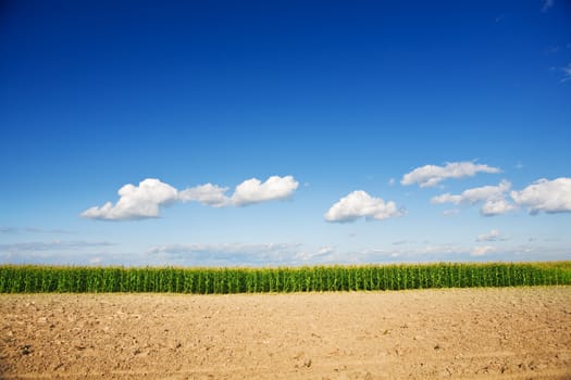 cornfield closeup