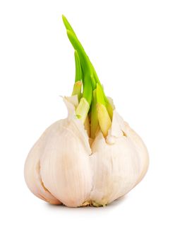 garlic closeup