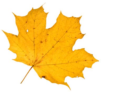 close-up isolated on white yellow autumh leaf
