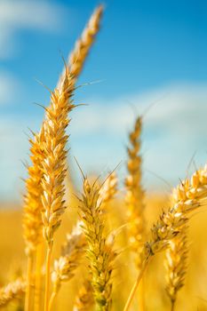 plants  of wheat on a background of a sky