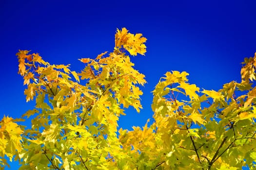 autumn yellow foliage on sky.
