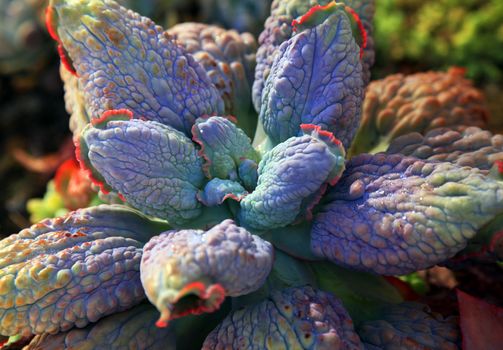 Sempervivum - Hens and Chicks - Sempervivum soboliferum
