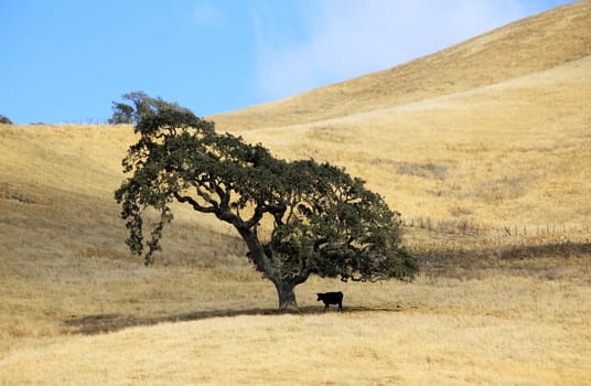 The cow under a lonely tree in fields of California
