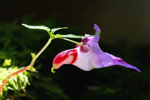 Beautiful parrot flower name of science "Impatiens psittacina" species of found that only the Doi Luang Chiang Dao wildlife sanctuary, Chiang Mai at altitudes from 1,000 to 2,000 meters.