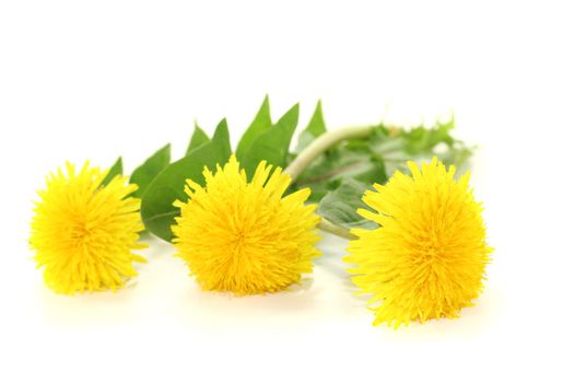 fresh yellow Dandelions on a light background