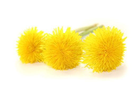 beautiful fresh yellow Dandelions on a light background