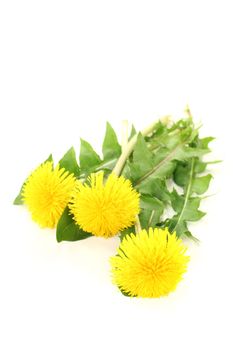 beautiful yellow Dandelions on a light background