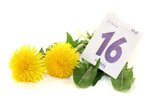 yellow Dandelions with calendar sheet on a light background